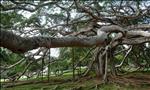 the giant java trees in the botanical gardens